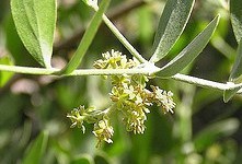 Aceite de Jojoba: propiedades y beneficios para la piel y el pelo