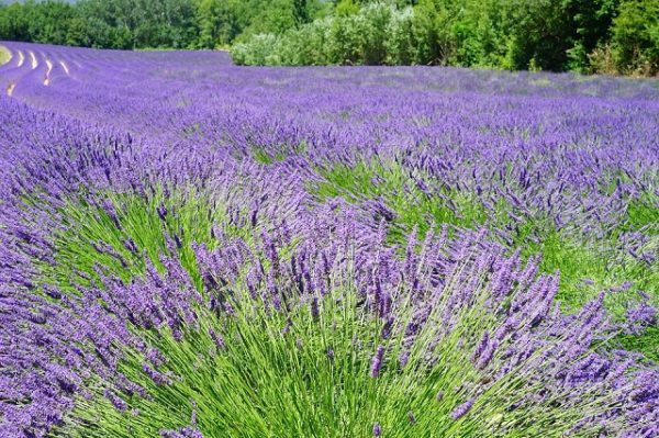campo-de-lavanda